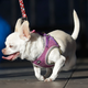 Mrs. Kravitz, una chihuahua, en el escenario del concurso.